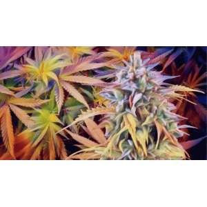 Afghan Kush 5lbs