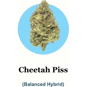 Cheetah Piss THC-A (1-pound packs of silver tier)