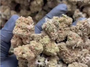 Hemp/CBD Biomass 25-pound pack