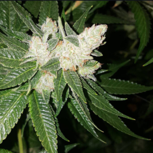 Test Product Loose Flower