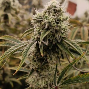 2-lb packs of Exotic THC-A Flower