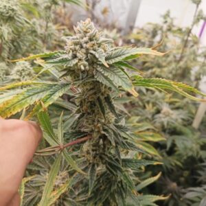 5-lb packs of Exotic Flower – Wocky Slush CLEARANCE SALE